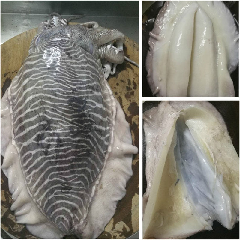 墨鱼电白白手滑墨鱼胶新鲜海鲜鱼丸子火锅食材冷冻墨鱼