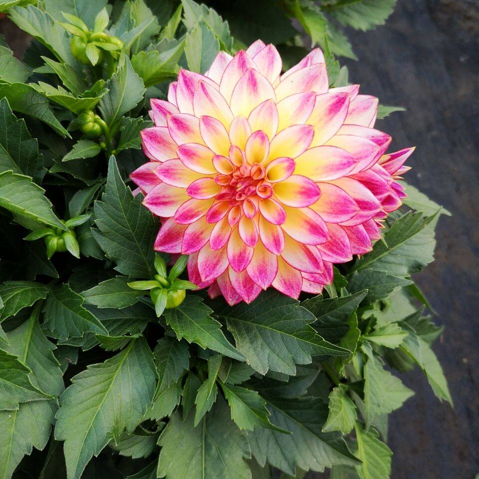 菊花花苗乒乓四季多年生秋菊球菊千头菊可食用室内外时令草本花卉