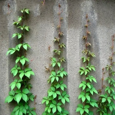 爬山虎苗三叶五叶爬山虎大苗爬藤植物室内外盆栽地栽户外四季攀援_双