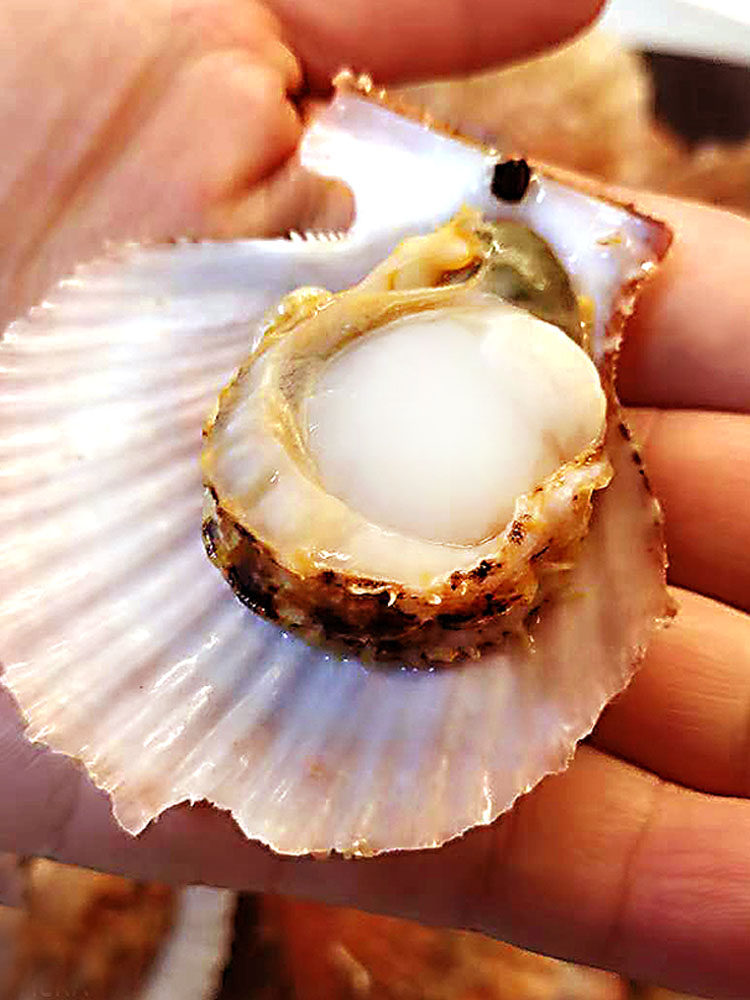 扇贝鲜活大栉孔乳山生蚝威海特产新鲜水产现捞扇贝