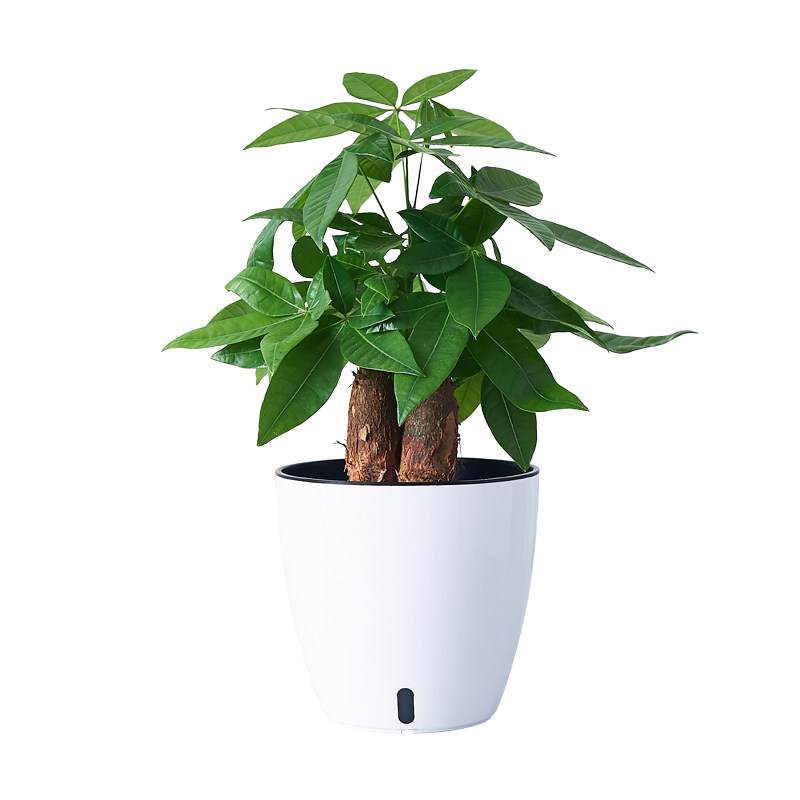 正植青年发财树盆栽植物室内办公室装饰净化空气小型绿植