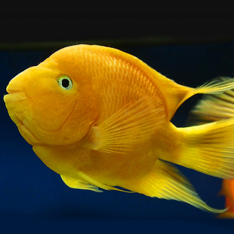 鹦鹉鱼台湾正宗黄色金财神财神活鱼梅花鱼