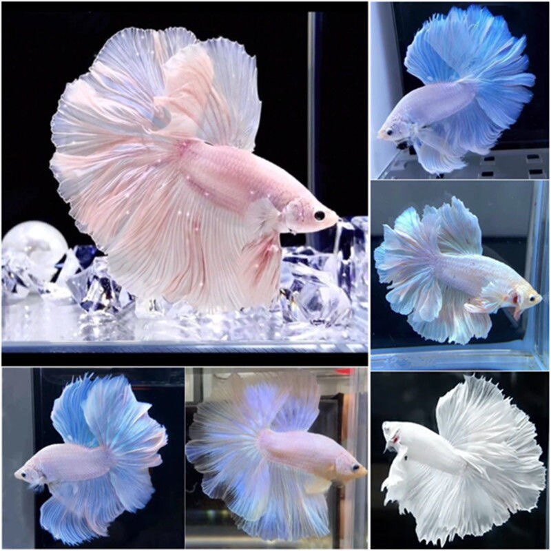 泰国斗鱼斑马鱼包优质七彩天使原生半月月好鱼