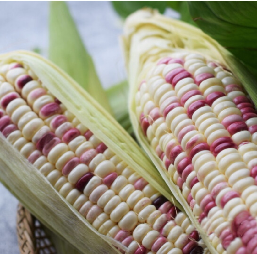 广西花糯玉米现摘新鲜当季水果玉米粒棒甜苞米新鲜玉米