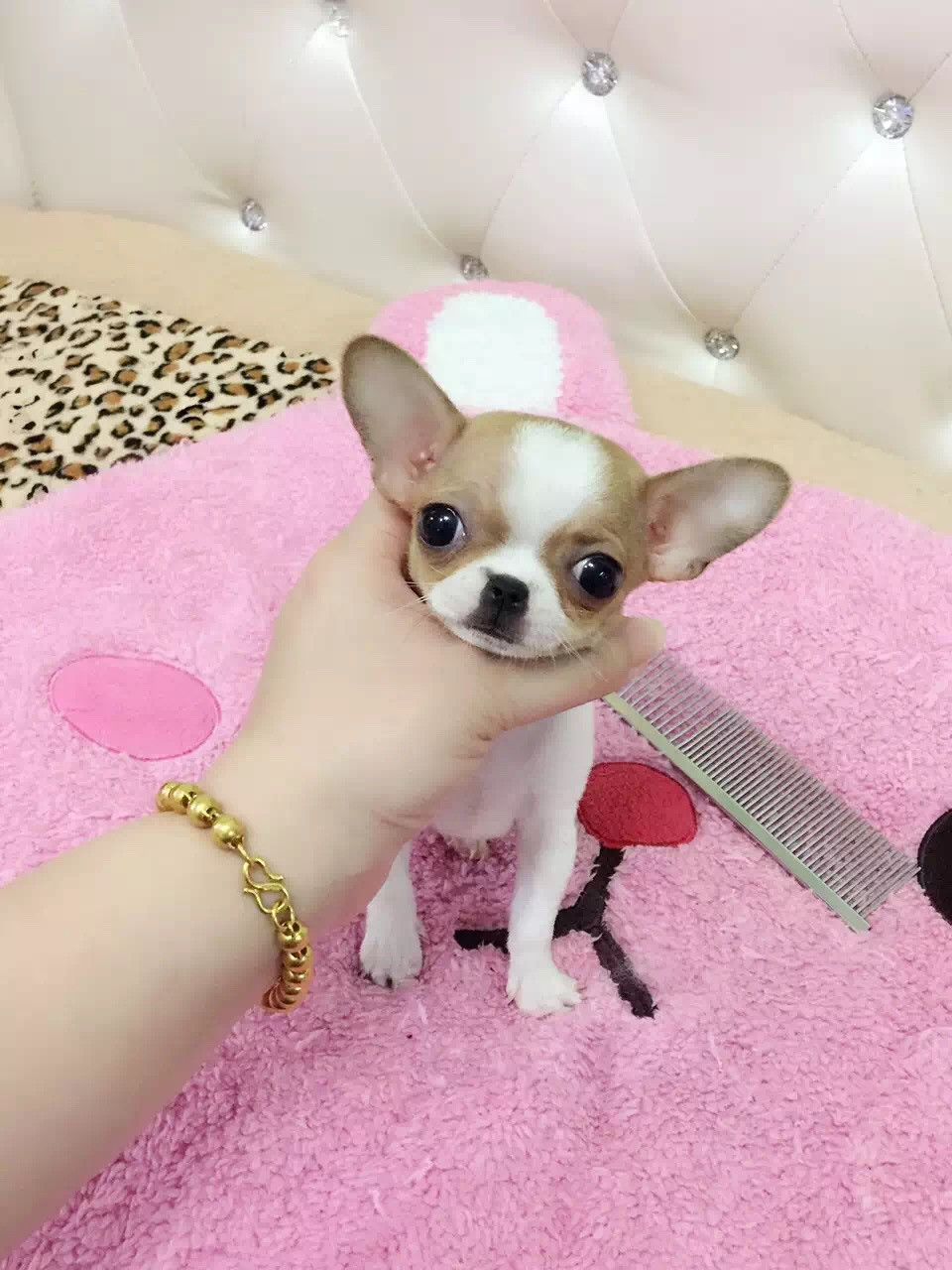 纯种吉娃娃苹果头铁包金黑白白花小型网红袖珍狗狗