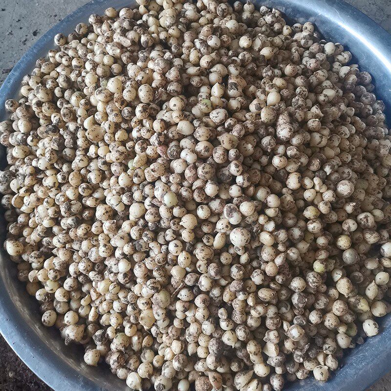 特小新鲜野生团葱苦藠薤白小根苦芥小蒜四川其它