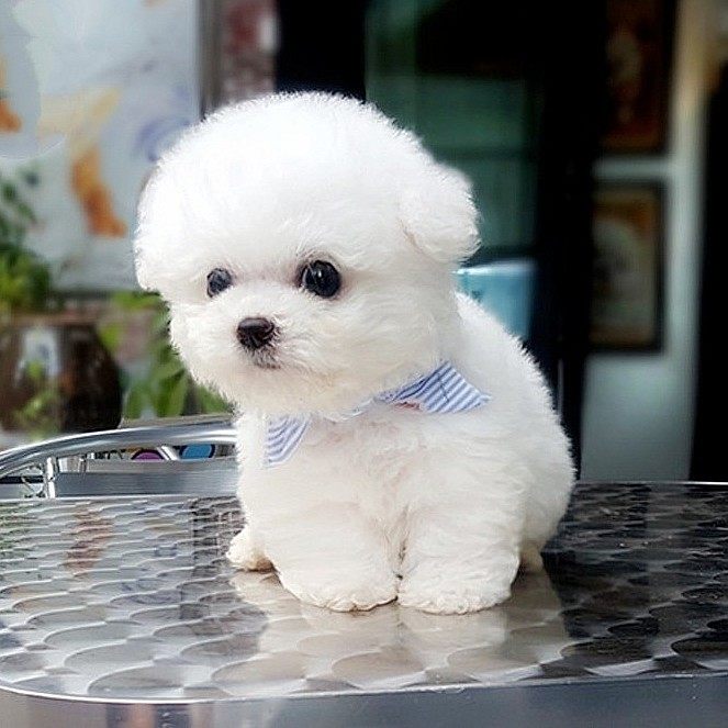 无偿领养纯种卷毛比熊幼犬活体小型不大迷你宠物训练