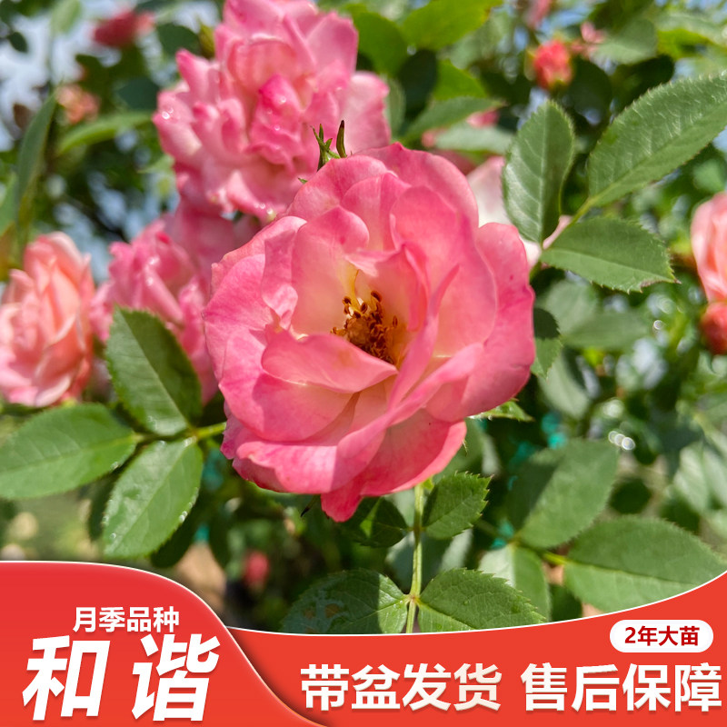和谐花园花苗月季花月季灌木粉色季灌木花多超勤花卉