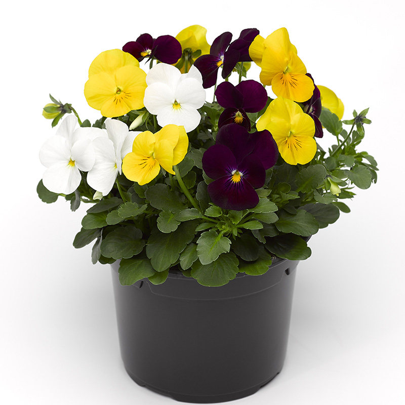 角堇花苗三色盆栽带花角四季开花花园小兔子花卉花卉