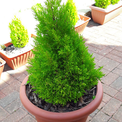 香松盆栽办公室桌面金冠柏树植物卧室四季常青耐寒圣诞树盆景绿植