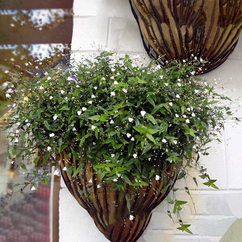 吊兰婚纱植物多年生盆栽垂吊型满天星花卉耐热阳台时令草本花卉