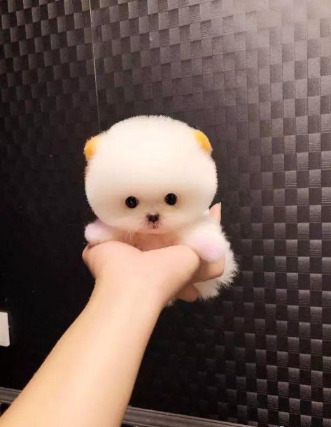 博美纯种犬幼活体不大茶杯白色俊介小型家养宠物训练