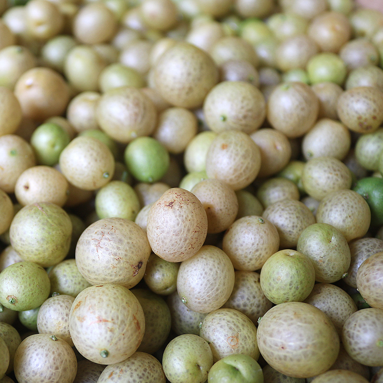 黄皮广西特产腌制山鸡皮调配配料除腥3斤包邮黄皮