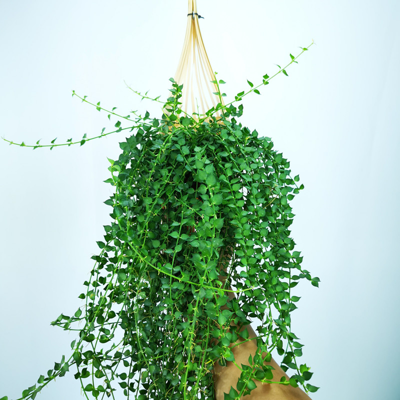 百万客厅养活易养活阳台室内万心藤蔓盆栽垂吊花卉