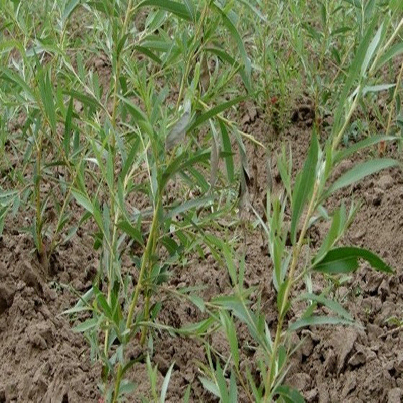 新鲜杨柳枝垂柳柳枝枝条柳树树干绿植植苗树枝行道树