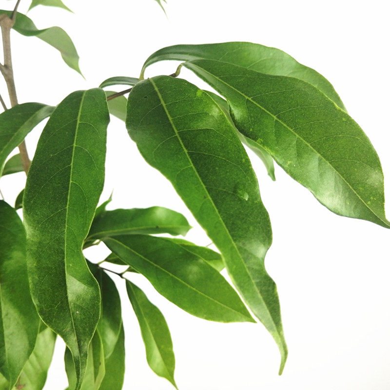 荔枝树苗大果无核嫁接妃子笑桂当年结果地栽果树