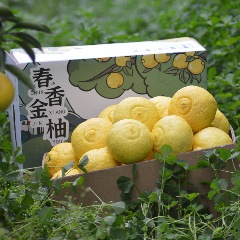 春香金柚新鲜象山青整箱当季黄金贡柚春香柚水果小柚子礼盒甜桔柚