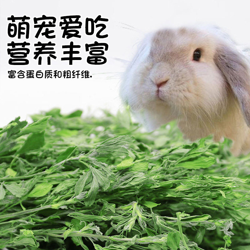21年精选优质紫花苜蓿草兔子牧草干草荷兰龙猫兔兔干草