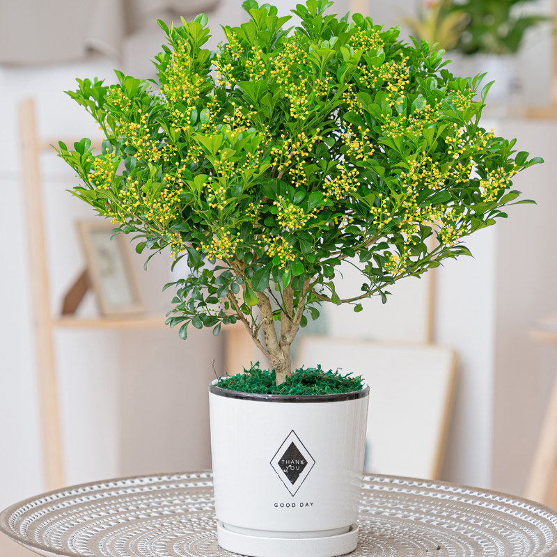 米兰花盆栽花卉室内植物开花芳香好养易活四季青时令草本花卉