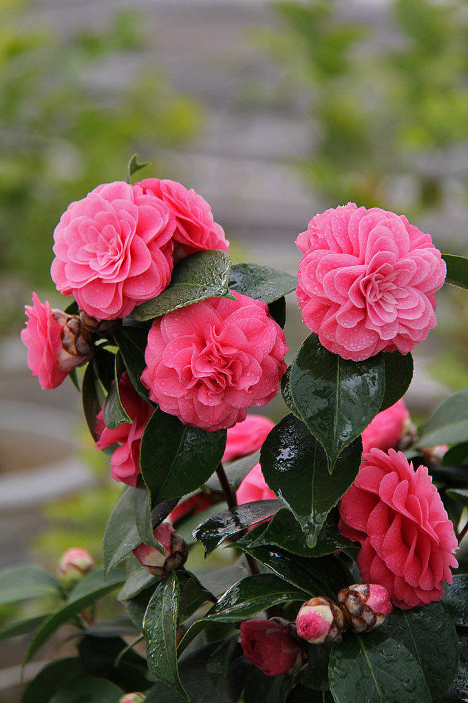 开花茶花树苗四季室内外花卉盆栽植物耐寒当年时令草本花卉