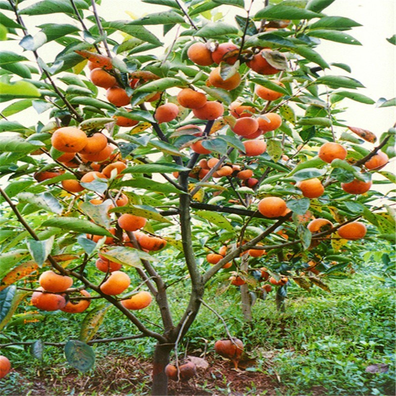 柿子甜脆奶油苹果水果苗树嫁接果树果苗当年果树