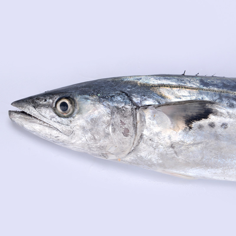 东海特大马鲛鱼大整条青岛大鲅新鲜鲜活冷冻顺丰马鲛鱼