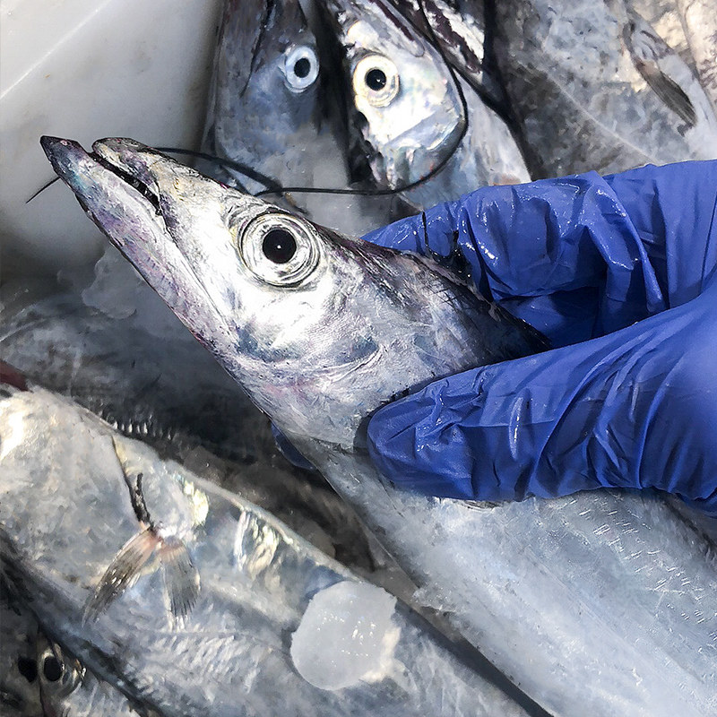 舟山小眼睛带鱼新鲜冷冻整箱东海油钓带大刀鱼带鱼