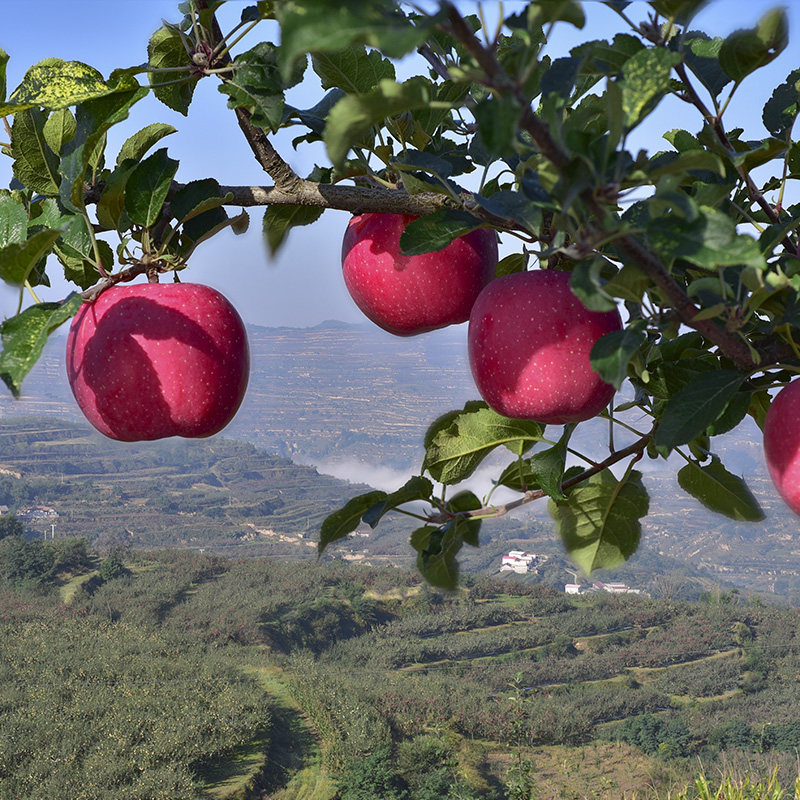 甘肃静宁红富士新鲜苹果10斤_热品库_性价比 省钱购