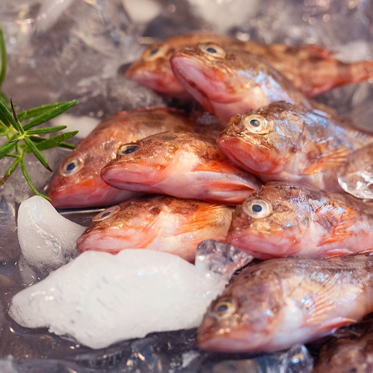 舟山虎头新鲜老虎虎鱼海鲜石九公鲜活活石翁鱼其它