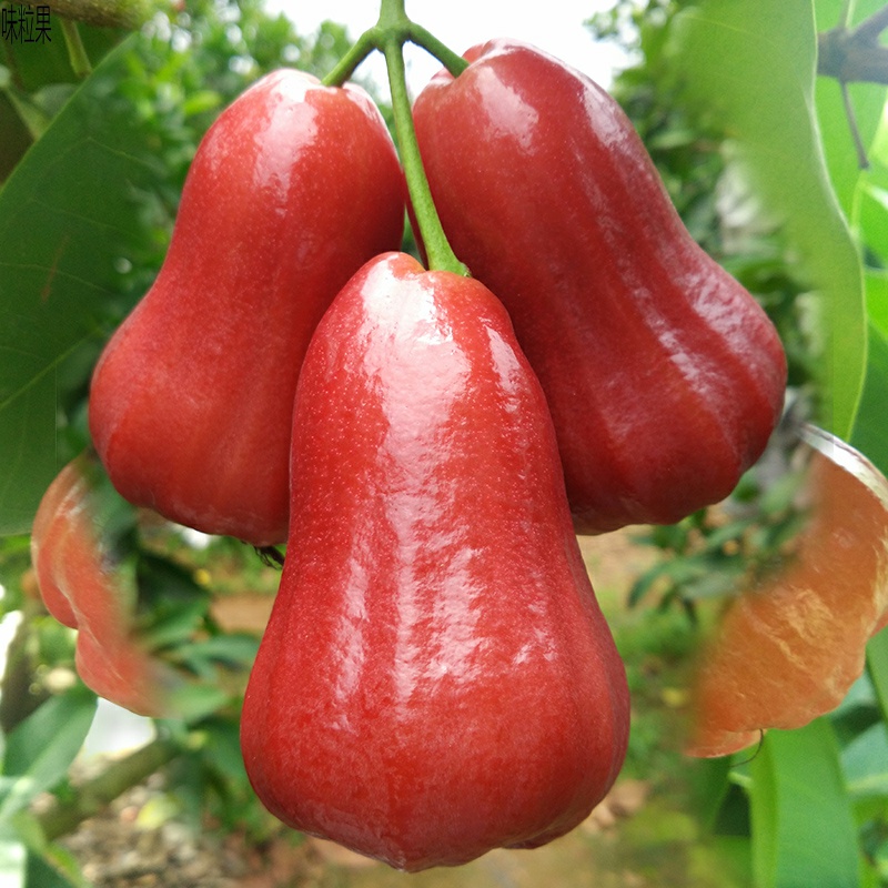 泰国黑金刚莲雾水果现摘新鲜雾莲果3斤带箱海南热带应季特产