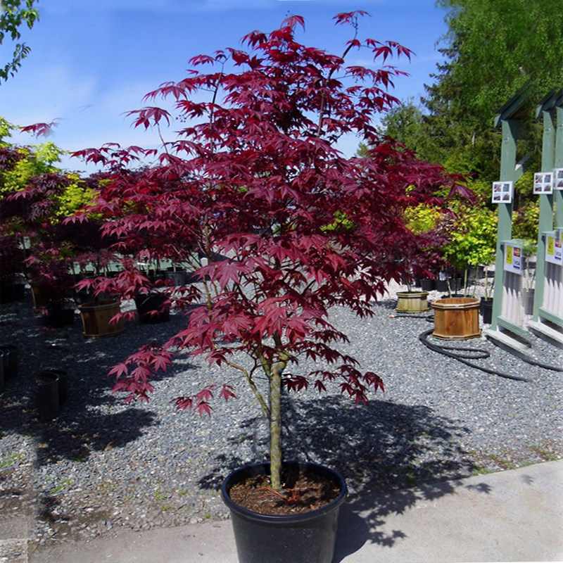 红枫树苗四季红枫盆栽庭院中国日本红枫红舞姬小叶原生盆景风景树