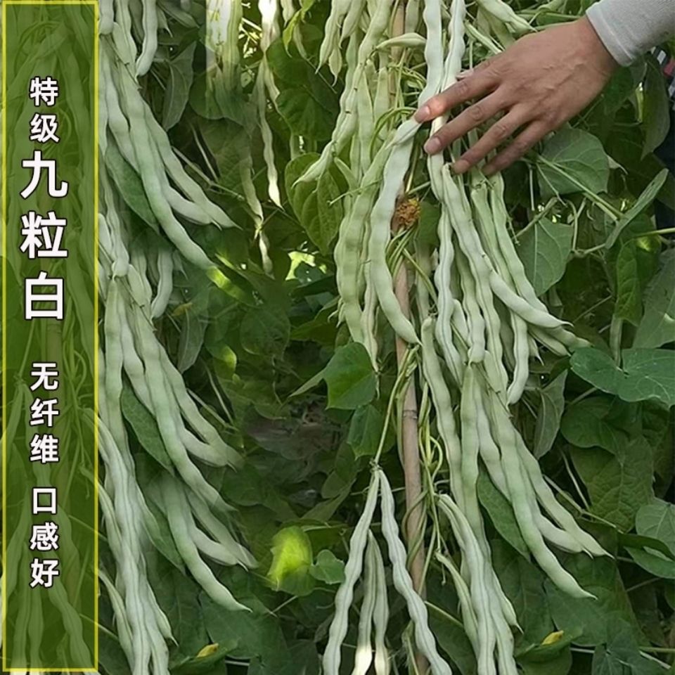 种子高产豆角老来不老白不老春秋四季秋冬不败家庭园艺种子