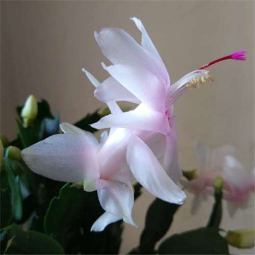蟹抓兰花蟹爪兰盆栽白色蟹爪兰苗白色白玛丽观花植物室内花卉四季