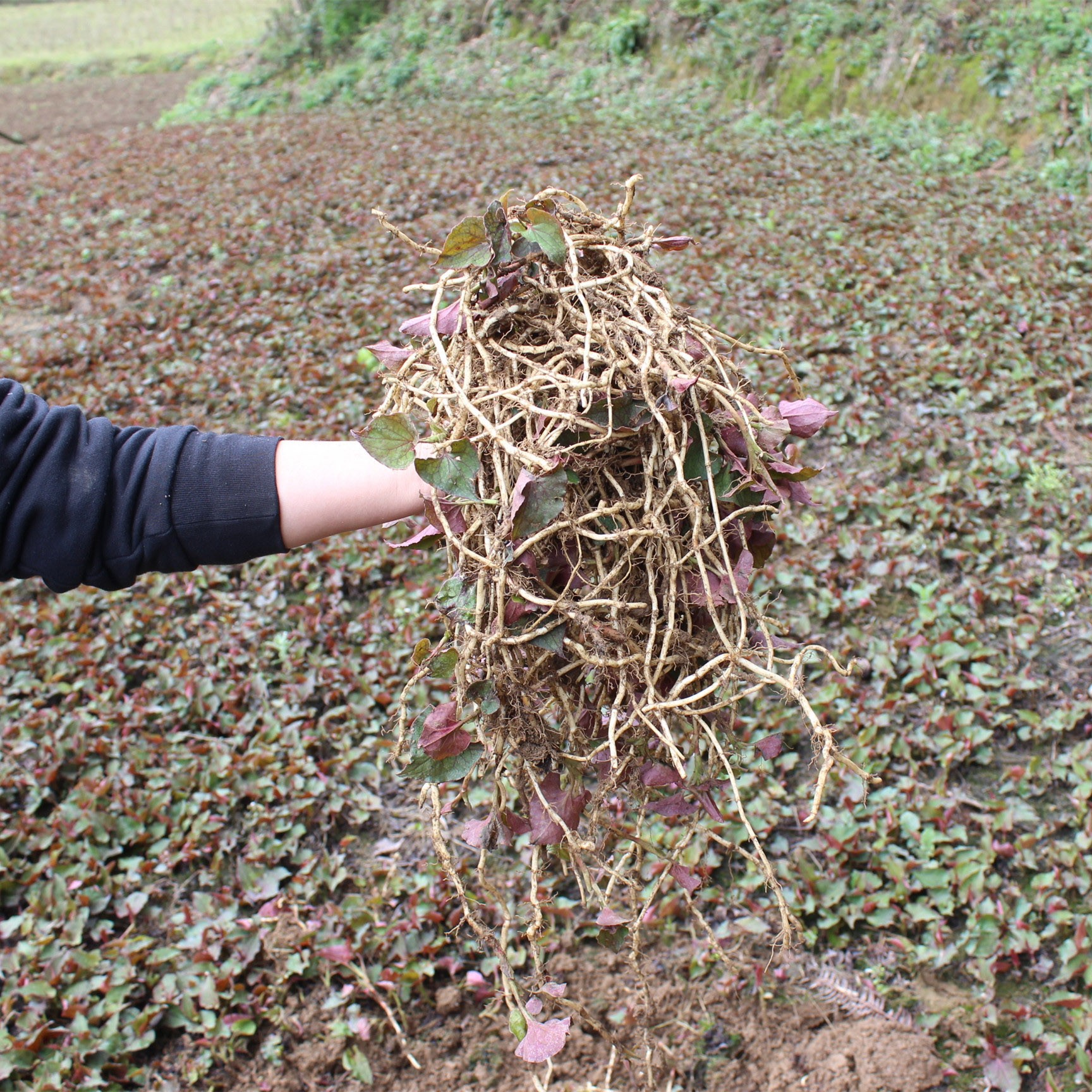 鱼腥新鲜草可鱼星种植野生二根凉拌土特产贵州鱼腥草