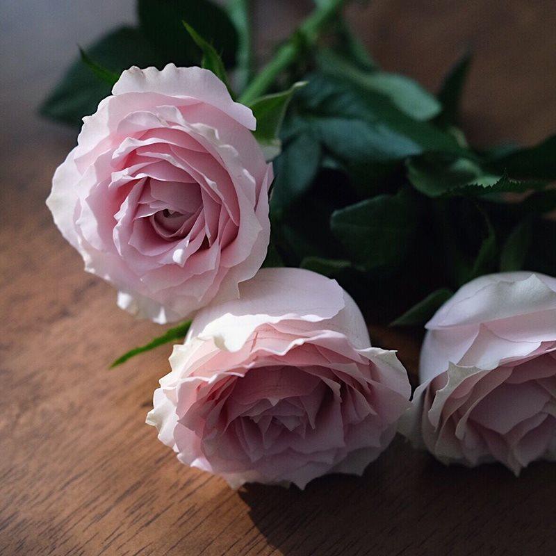 乐作flora粉钻稀有品种玫瑰卷边花瓣怒放空运干花