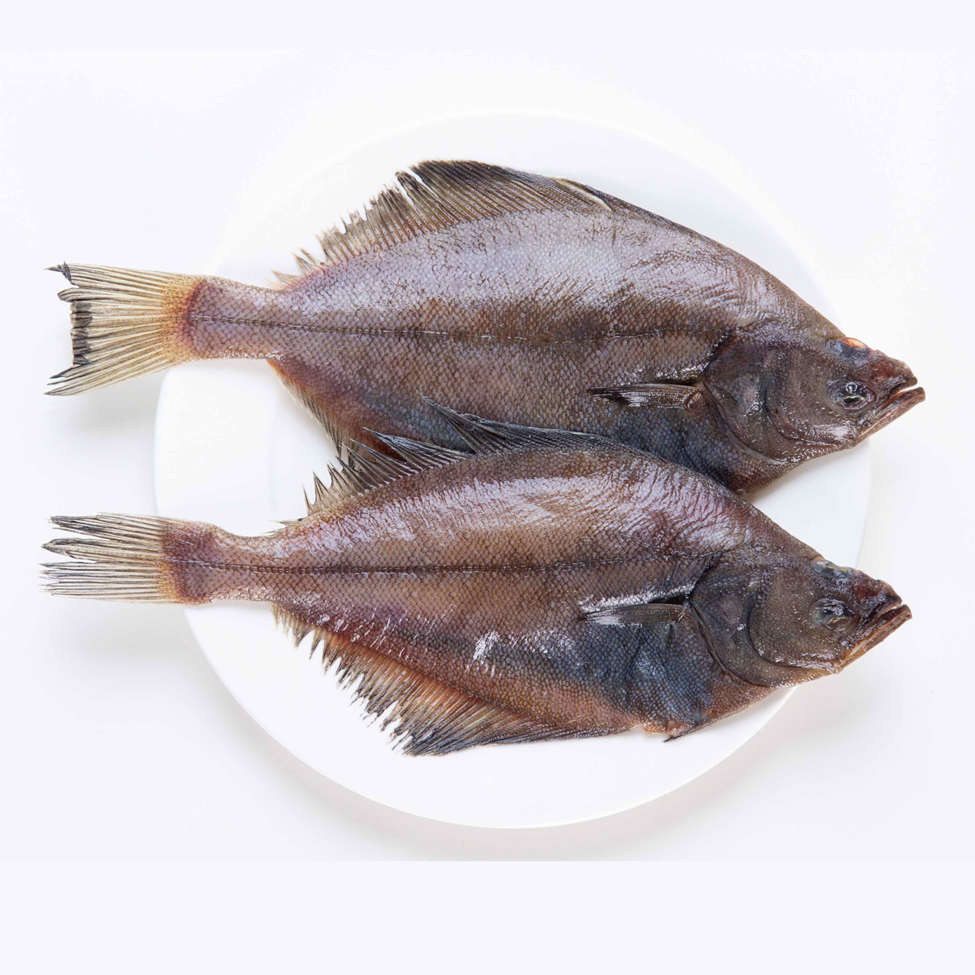 新品野生海捕比目鱼保鲜新鲜大偏口鱼深海碟鱼冷冻大连海鲜水产