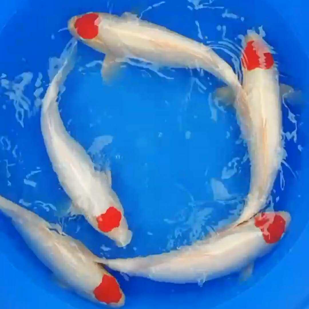 锦鲤精品丹顶活鱼日本纯种三色色丹鸿运当头观赏鱼