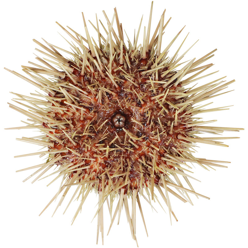 0010元券已售78件推荐理由:大连特产黄金海胆,新鲜捕捞,品质保证,顺丰