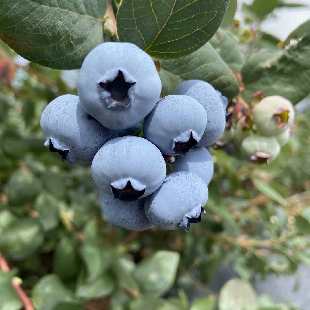 蓝莓云南新鲜带礼盒装送礼佳品当季蓝莓