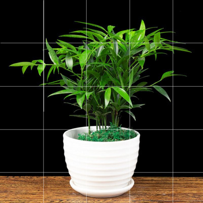 清香叶养活花草四季养活耐活观客厅卧室盆景蚊虫绿植