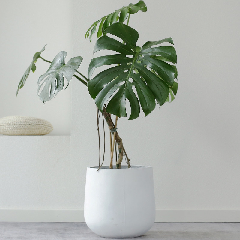 飞行龟背大型盆栽植物老桩室内客厅绿植净化空气绿植