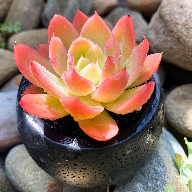 红鹤稀有品种丝绸面纱多肉植物组合盆栽室内多肉植物