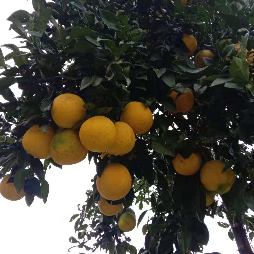 香橼新鲜现摘闻香香园纯天然清香江苏香圆搭配佛手果