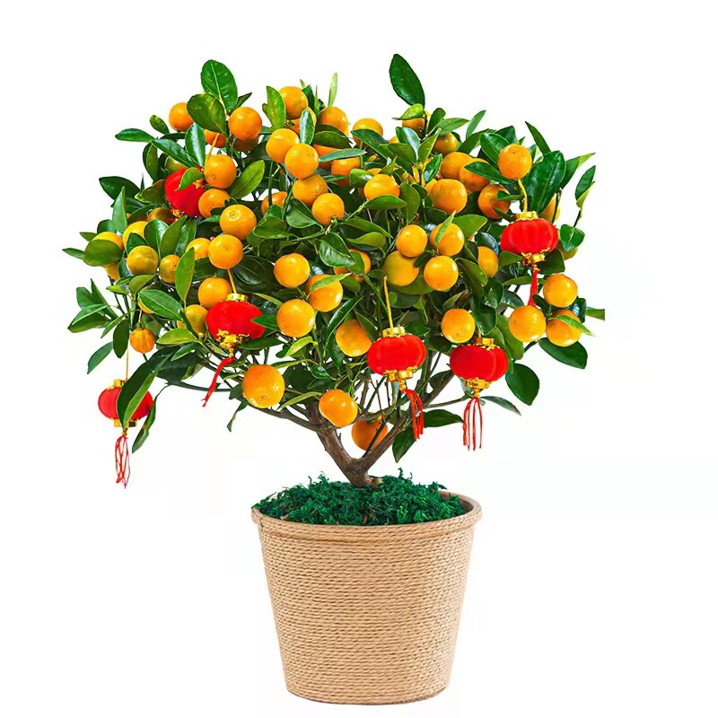 金桔树易活年宵盆景小橘子招财桌面绿植室内植物绿植