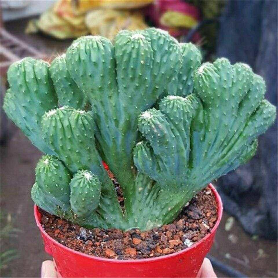 盆景麒麟多肉室内客厅景好植物好养玉麒麟桌面多肉植物