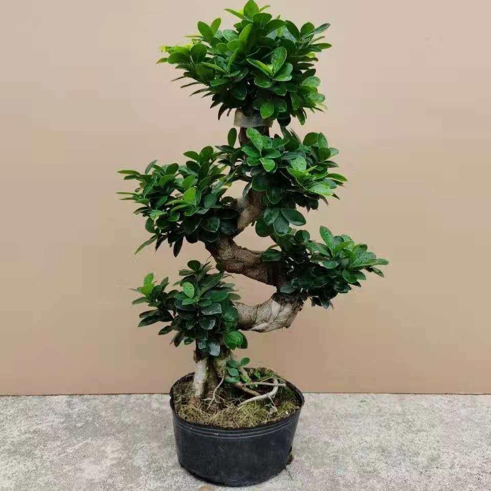 榕树盆景大号八字人参盆栽室内客厅四季常青绿植