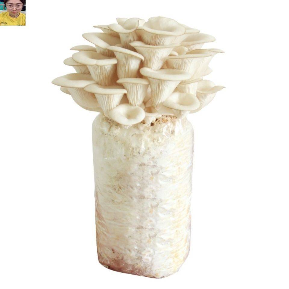 蘑菇菌包食用菌菌棒平菇菌种金针菇榆黄多肉植物