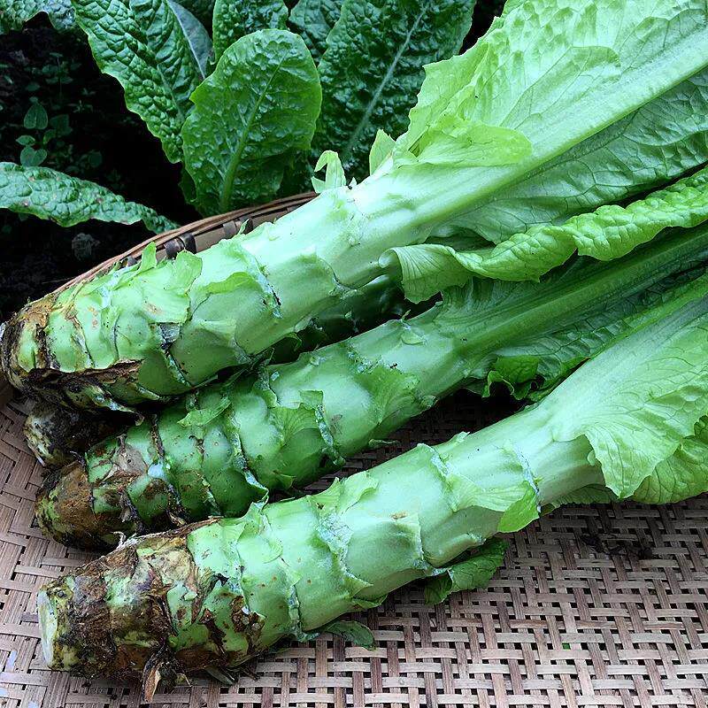 5斤四川新鲜莴笋净重应季农家自种蔬菜莴苣其它