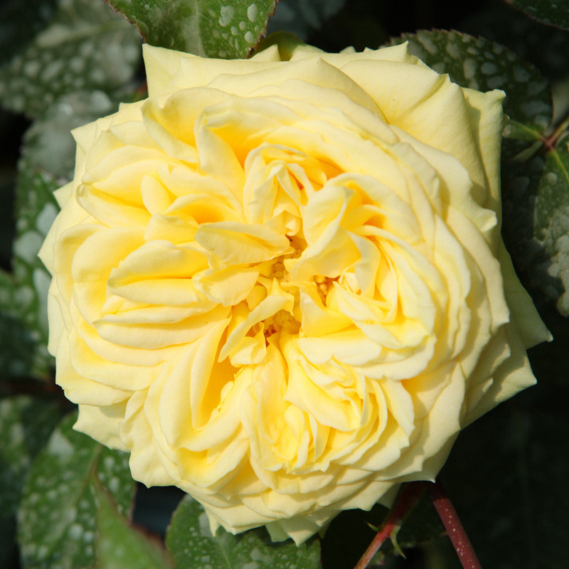 月季金丝雀微型阳台盆栽观花勤开鲜花绿植花苗时令草本花卉