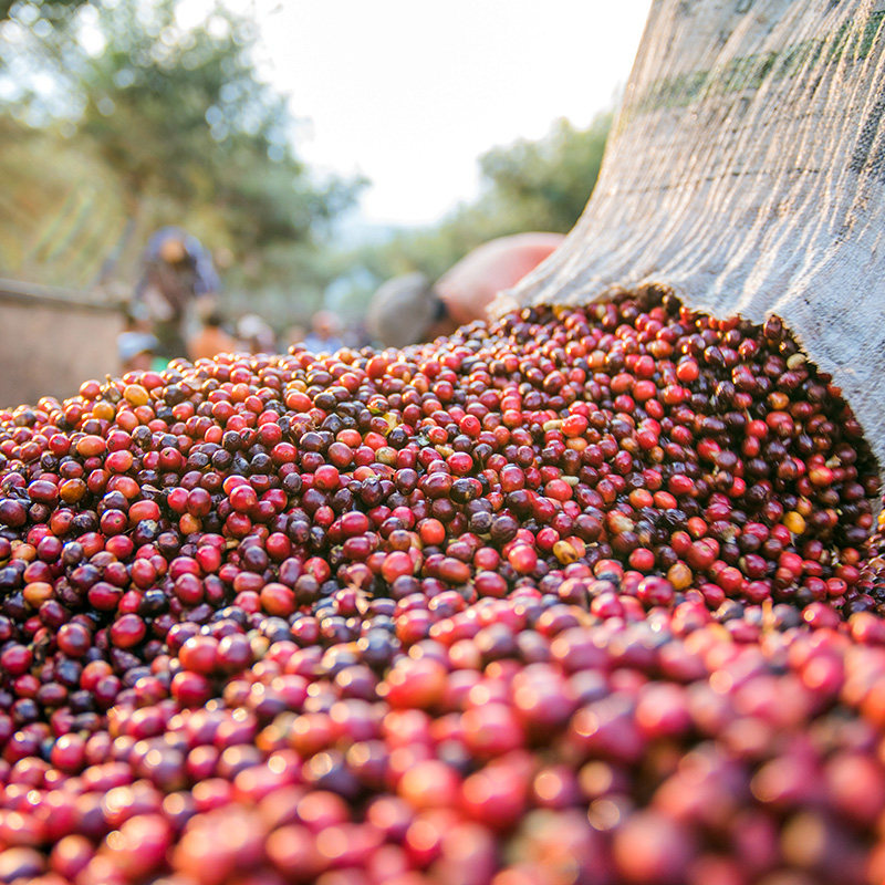 象邦埃塞俄比亚拼盘水洗咖啡豆浅中烘单品现烘手227g咖啡豆